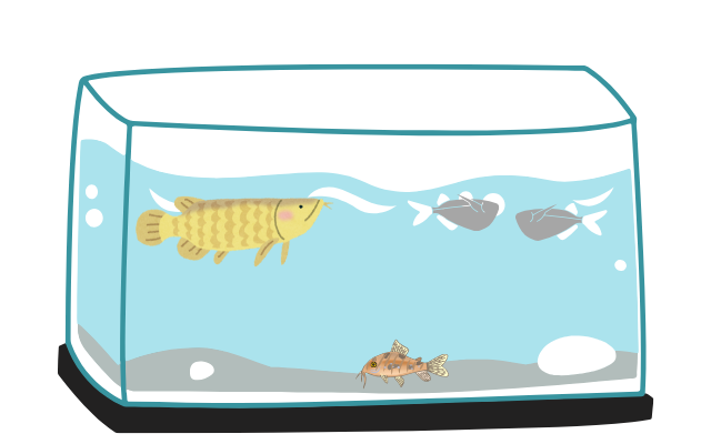 水槽の上層を泳ぐ小型・中型でおすすめの熱帯魚