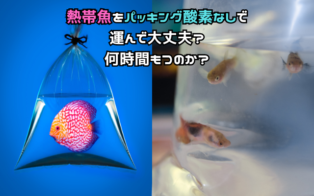 熱帯魚をパッキング酸素なしで運んで大丈夫？何時間もつのか？