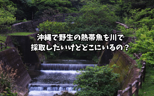 沖縄で野生の熱帯魚を川で採取したいけどどこにいるの？